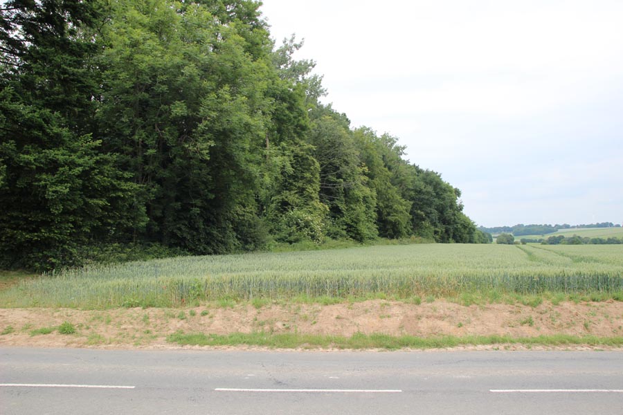 Bouleaux Woods