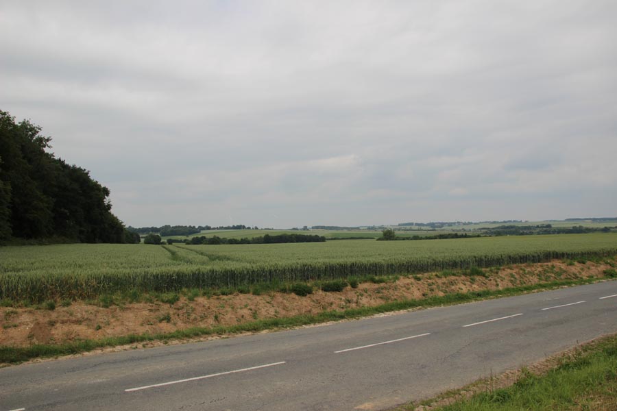 Bouleaux Woods